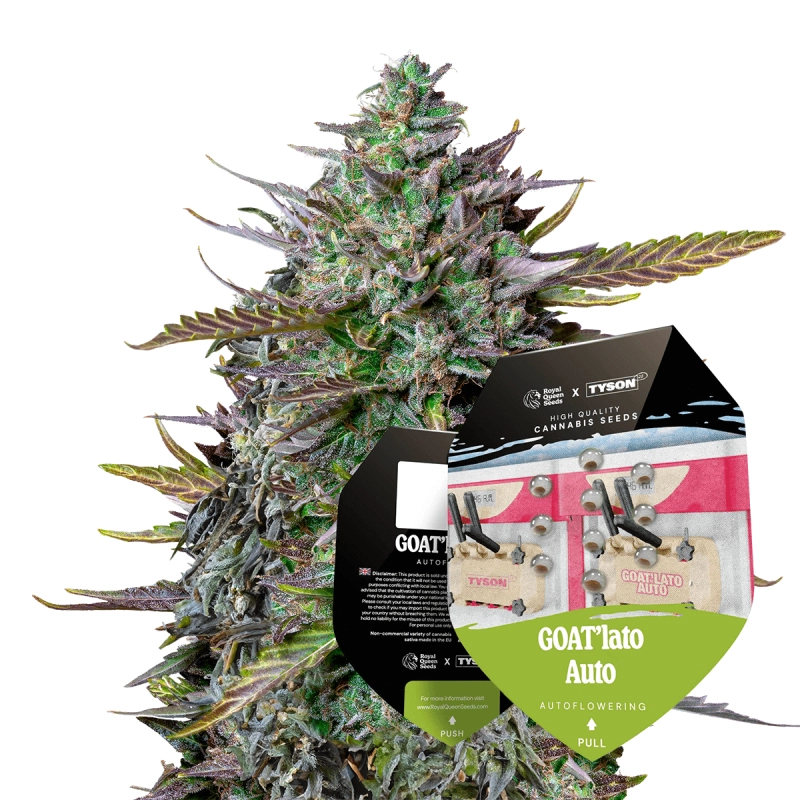 GOAT'lato Auto - Tyson 2.0 x RQS - Autoflowering semena - WWW.SEEDS-BANK.CZ