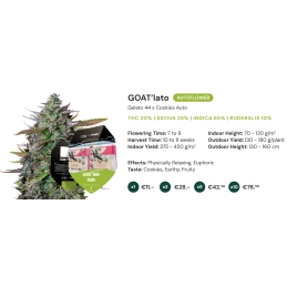GOAT'lato Auto - Tyson 2.0 x RQS - Autoflowering semena - WWW.SEEDS-BANK.CZ