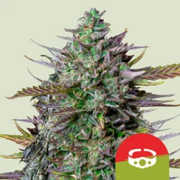 GOAT'lato Auto - Tyson 2.0 x RQS - Autoflowering semena - WWW.SEEDS-BANK.CZ