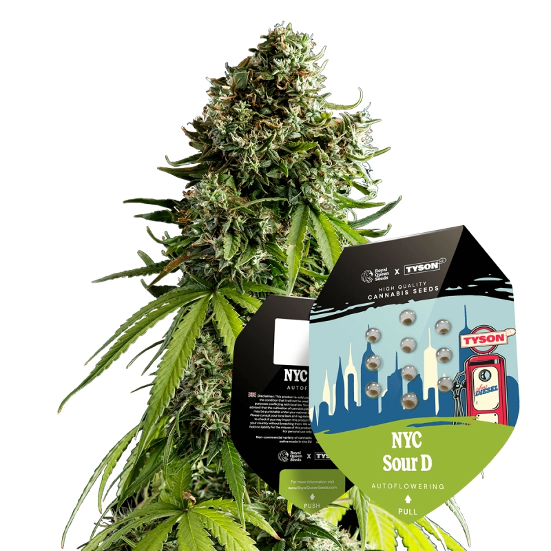 NYC Sour D Auto - Tyson 2.0 x RQS - WWW.SEEDS-BANK.CZ