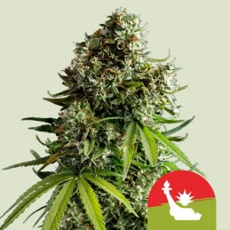 NYC Sour D Auto - Tyson 2.0 x RQS - WWW.SEEDS-BANK.CZ