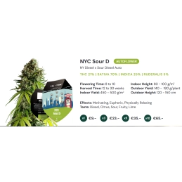 NYC Sour D Auto - Tyson 2.0 x RQS - WWW.SEEDS-BANK.CZ