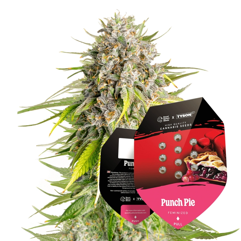 Punch Pie - Tyson 2.0 x RQS - WWW.SEEDS-BANK.CZ