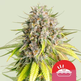 Punch Pie - Tyson 2.0 x RQS - WWW.SEEDS-BANK.CZ