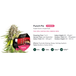 Punch Pie - Tyson 2.0 x RQS - WWW.SEEDS-BANK.CZ