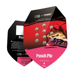 Punch Pie - Tyson 2.0 x RQS - WWW.SEEDS-BANK.CZ