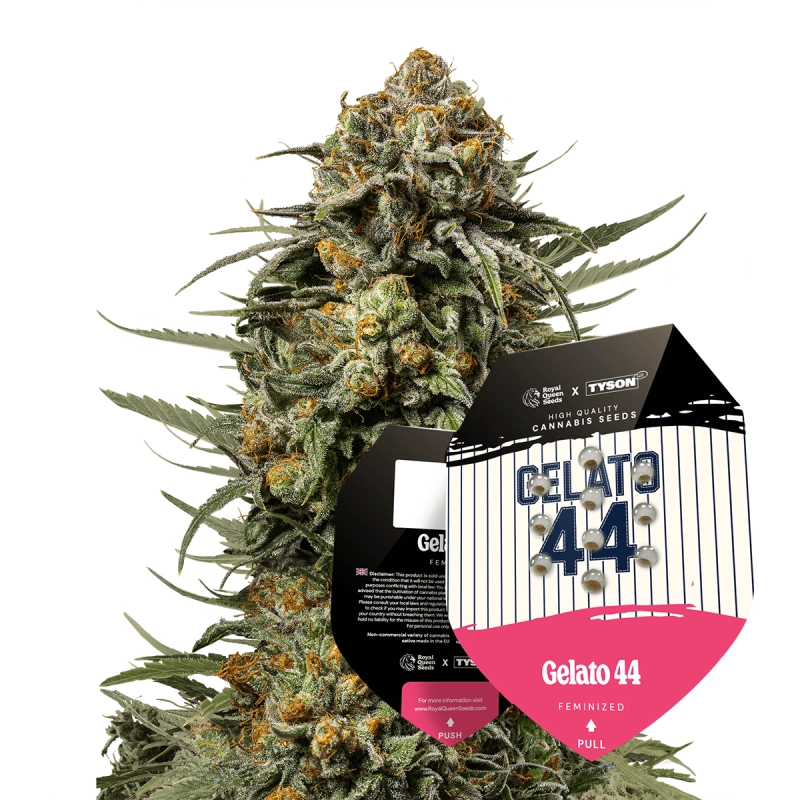 Gelato 44 - Tyson 2.0 x RQS - WWW.SEEDS-BANK.CZ