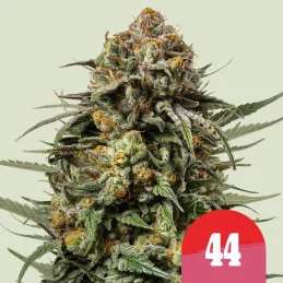 Gelato 44 - Tyson 2.0 x RQS - WWW.SEEDS-BANK.CZ