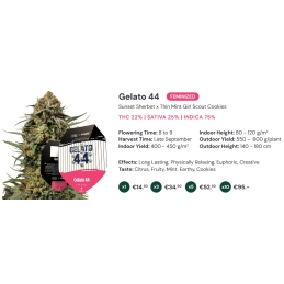 Gelato 44 - Tyson 2.0 x RQS - WWW.SEEDS-BANK.CZ
