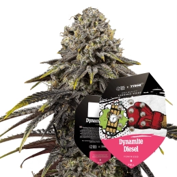 Dynamite Diesel - Tyson 2.0 x RQS - WWW.SEEDS-BANK.CZ