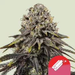 Dynamite Diesel - Tyson 2.0 x RQS - WWW.SEEDS-BANK.CZ