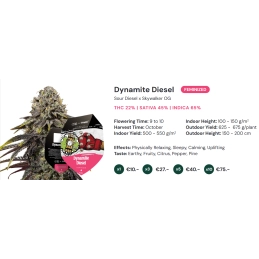 Dynamite Diesel - Tyson 2.0 x RQS - WWW.SEEDS-BANK.CZ