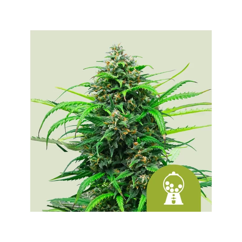 Pink Runtz Auto - Royal Queen Seeds - WWW.SEEDS-BANK.CZ