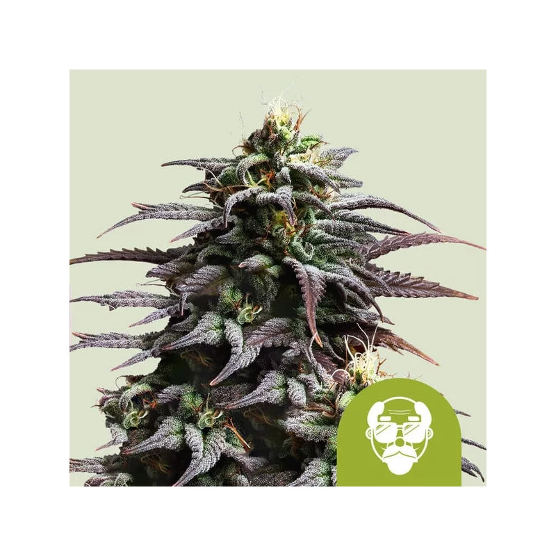 Granddaddy Purple Auto - Royal Queen Seeds - WWW.SEEDS-BANK.CZ