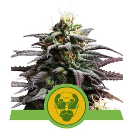 Granddaddy Purple Auto - Royal Queen Seeds - WWW.SEEDS-BANK.CZ