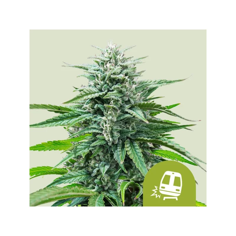 Trainwreck Auto - Royal Queen Seeds - WWW.SEEDS-BANK.CZ