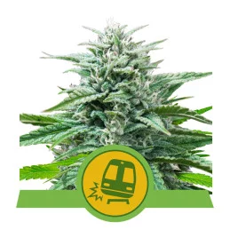 Trainwreck Auto - Royal Queen Seeds - WWW.SEEDS-BANK.CZ