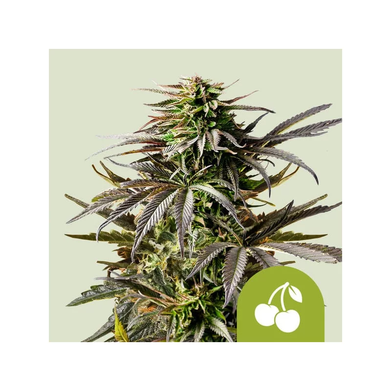 Cherry Pie Auto - Royal Queen Seeds - WWW.SEEDS-BANK.CZ