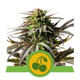 Cherry Pie Auto - Royal Queen Seeds - WWW.SEEDS-BANK.CZ