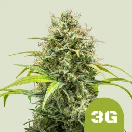 Triple G Auto - Royal Queen Seeds - WWW.SEEDS-BANK.CZ