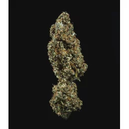 Fat Banana Auto - Royal Queen Seeds - WWW.SEEDS-BANK.CZ