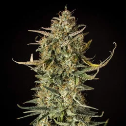 Fat Banana Auto - Royal Queen Seeds - WWW.SEEDS-BANK.CZ