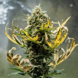 Fat Banana Auto - Royal Queen Seeds - WWW.SEEDS-BANK.CZ