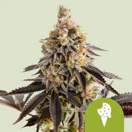 Cookies Gelato Auto - Royal Queen Seeds - WWW.SEEDS-BANK.CZ