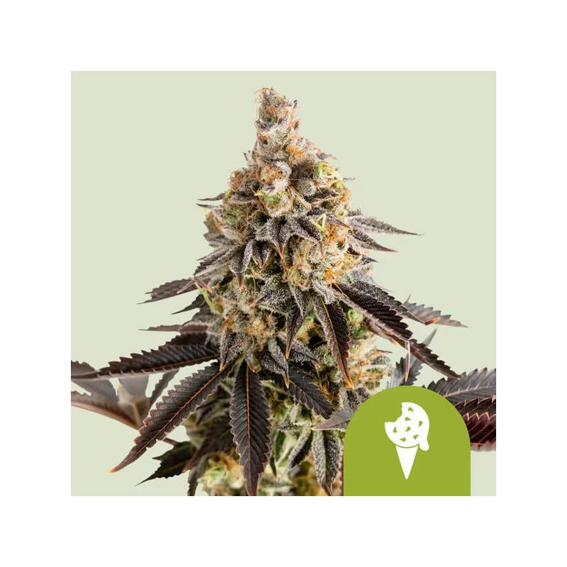 Cookies Gelato Auto - Royal Queen Seeds - WWW.SEEDS-BANK.CZ