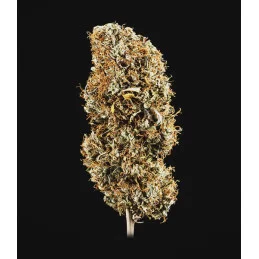 Cookies Gelato Auto - Royal Queen Seeds - WWW.SEEDS-BANK.CZ