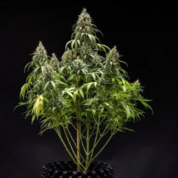 Cookies Gelato Auto - Royal Queen Seeds - WWW.SEEDS-BANK.CZ