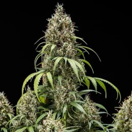 Cookies Gelato Auto - Royal Queen Seeds - WWW.SEEDS-BANK.CZ