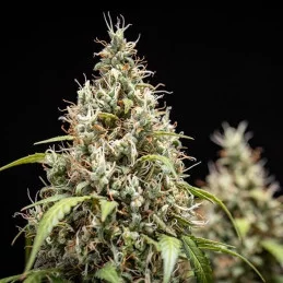 Cookies Gelato Auto - Royal Queen Seeds - WWW.SEEDS-BANK.CZ