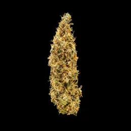 Royal Runtz Auto - Royal Queen Seeds - WWW.SEEDS-BANK.CZ