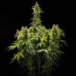 Royal Runtz Auto - Royal Queen Seeds - WWW.SEEDS-BANK.CZ