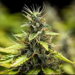Royal Runtz Auto - Royal Queen Seeds - WWW.SEEDS-BANK.CZ