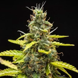 Royal Runtz Auto - Royal Queen Seeds - WWW.SEEDS-BANK.CZ