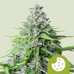 Royal Cookies Automatic - Royal Queen Seeds - WWW.SEEDS-BANK.CZ