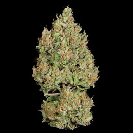 Royal Cookies Automatic - Royal Queen Seeds - WWW.SEEDS-BANK.CZ