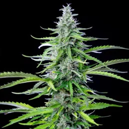 Royal Cookies Automatic - Royal Queen Seeds - WWW.SEEDS-BANK.CZ
