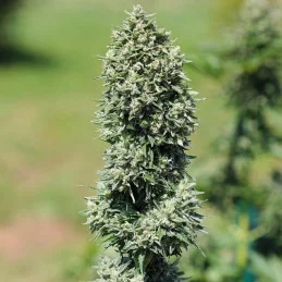 Royal Cookies Automatic - Royal Queen Seeds - WWW.SEEDS-BANK.CZ