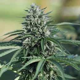 Royal Cookies Automatic - Royal Queen Seeds - WWW.SEEDS-BANK.CZ