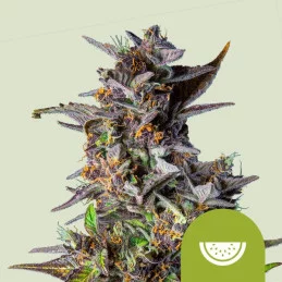 Watermelon Automatic - Royal Queen Seeds - WWW.SEEDS-BANK.CZ