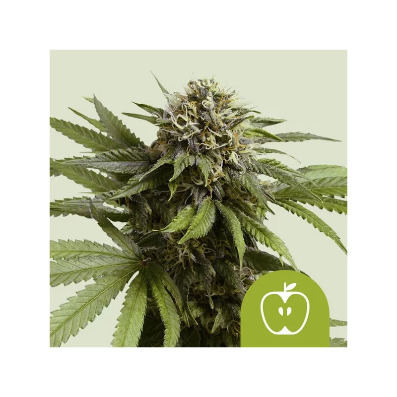 Apple Fritter Auto - Royal Queen Seeds - WWW.SEEDS-BANK.CZ