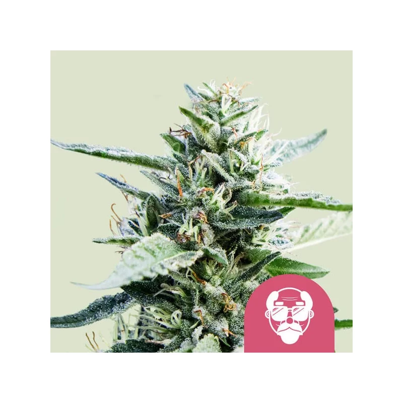 GRANDDADY PURPLE - Royal Queen Seeds - WWW.SEEDS-BANK.CZ