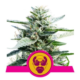 GRANDDADY PURPLE - Royal Queen Seeds - WWW.SEEDS-BANK.CZ