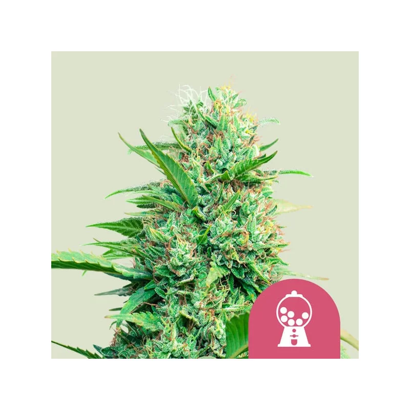 PINK RUNTZ - Royal Queen Seeds - WWW.SEEDS-BANK.CZ