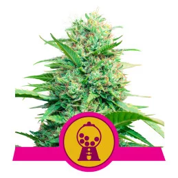 PINK RUNTZ - Royal Queen Seeds - WWW.SEEDS-BANK.CZ