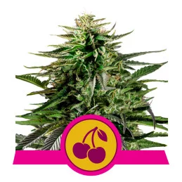 Cherry Pie - Royal Queen Seeds - WWW.SEEDS-BANK.CZ