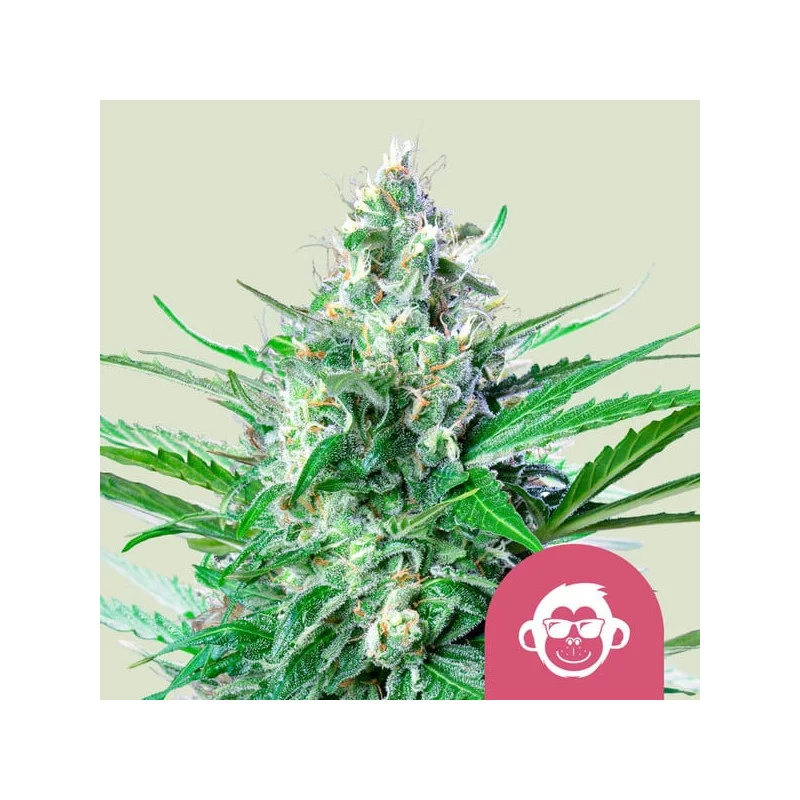 GRAPE APE - Royal Queen Seeds - WWW.SEEDS-BANK.CZ